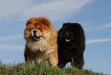 CHOW CHOW 405